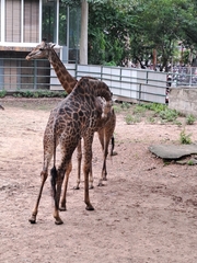 Giraffa camelopardalis