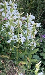 Campanula latifolia