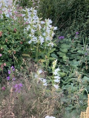 Campanula latifolia