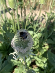 Bombus