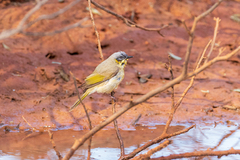 Ptilotula keartlandi