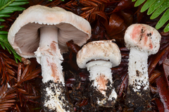 Agaricus benesii
