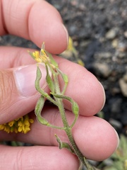 Draba streptocarpa