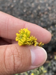 Draba streptocarpa
