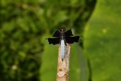 Palpopleura lucia
