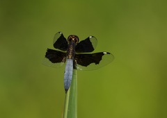 Palpopleura lucia