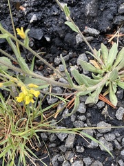Draba streptocarpa