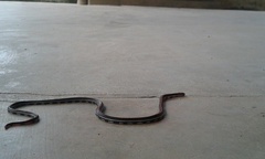 Calliophis intestinalis