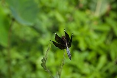 Palpopleura lucia