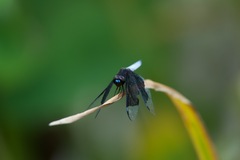Palpopleura lucia