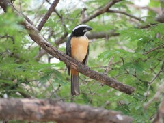 Saltator orenocensis