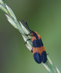 Calopteron discrepans
