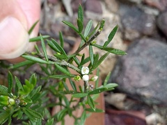 Cyanothamnus rigens
