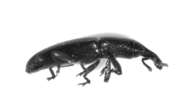 Oxydema longula