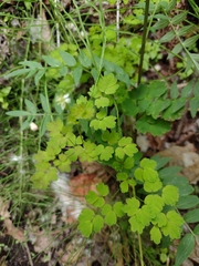 Thalictrum sparsiflorum