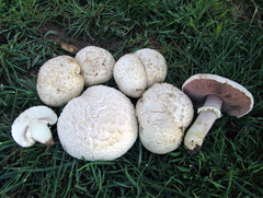 Agaricus pampeanus
