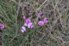 Glycine rubiginosa