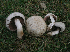 Agaricus pampeanus