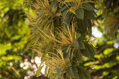Terminalia glaucifolia