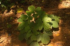 Dioscorea hispida