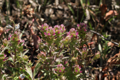 Orthocarpus cuspidatus cryptanthus
