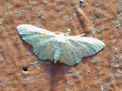 Idaea fuscovenosa