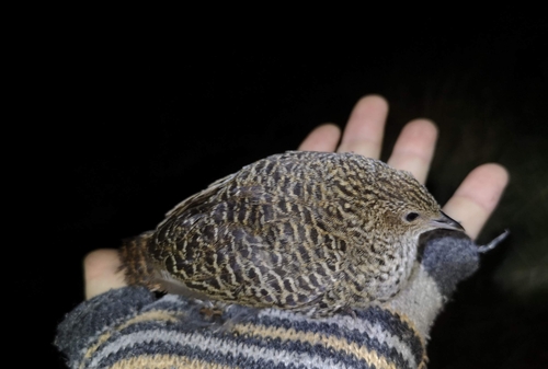 iNaturalist image