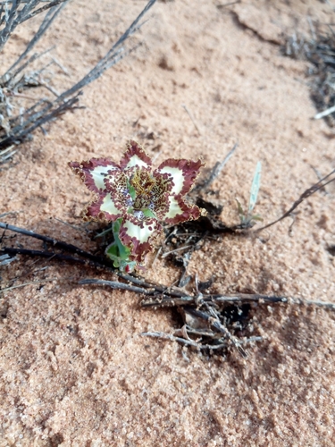Sandy Spiderlily (Ferraria ornata)