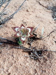 Ferraria ornata