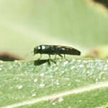 Agrilaxia arizonae