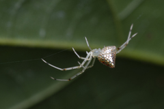 Thwaitesia margaritifera