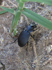 Licinus