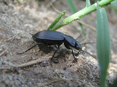 Licinus