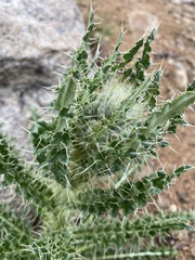 Cirsium scopulorum