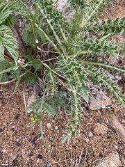 Cirsium scopulorum