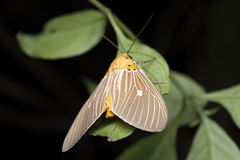 Asota plaginota