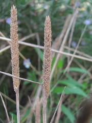 Phleum paniculatum