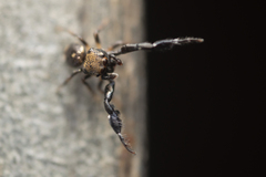 Harmochirus insulanus