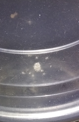 Spermophora senoculata