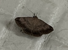 Blasticorhinus rivulosa