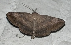 Blasticorhinus rivulosa