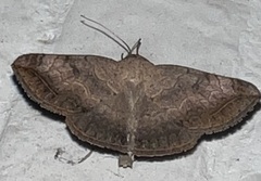 Blasticorhinus rivulosa