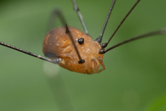 Pseudogagrella splendens