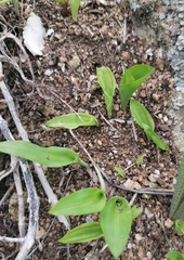 Satyrium odorum