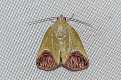Asinduma exscripta
