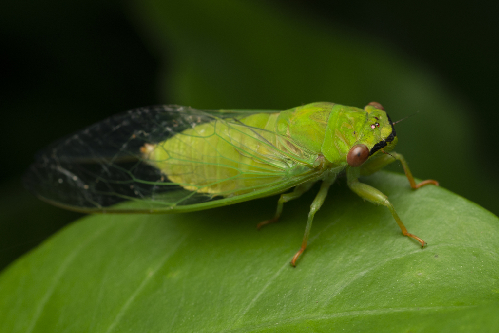 Peaceful Cicada