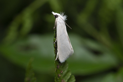 Tipanaea