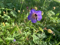 Melitta haemorrhoidalis