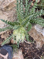 Cirsium scopulorum