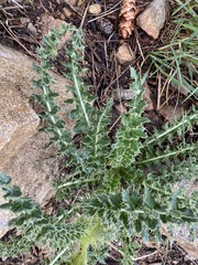 Cirsium scopulorum
